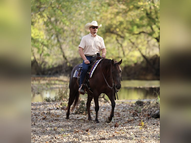 Caballo cuarto de milla Yegua 6 años 147 cm Alazán-tostado in Buffalo