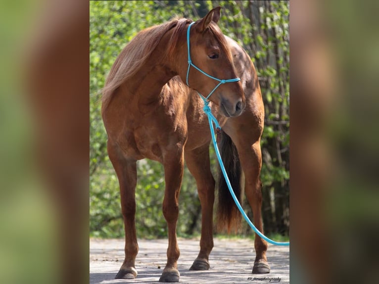 Caballo cuarto de milla Yegua 6 años 147 cm Red Dun/Cervuno in Travelsjö