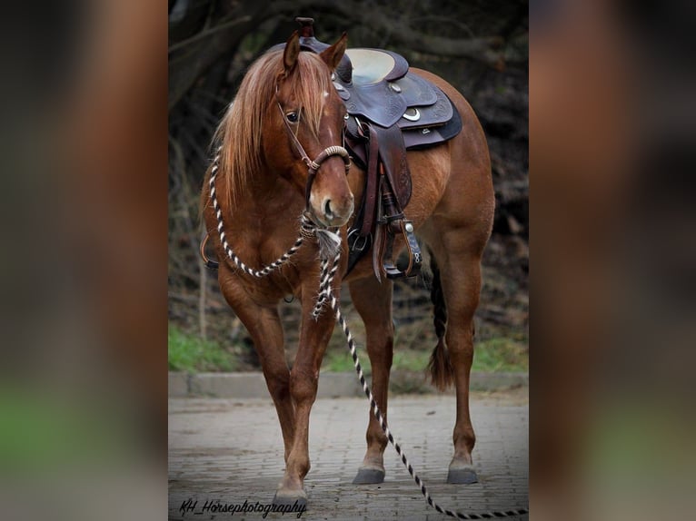 Caballo cuarto de milla Yegua 6 años 147 cm Red Dun/Cervuno in Travelsjö