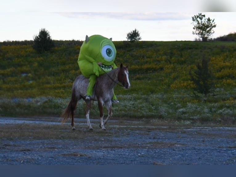 Caballo cuarto de milla Yegua 6 años 147 cm Ruano alazán in Pikeville