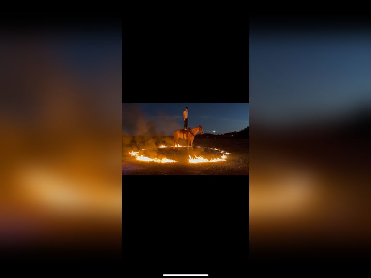 Caballo cuarto de milla Yegua 6 años 147 cm Ruano alazán in Pikeville