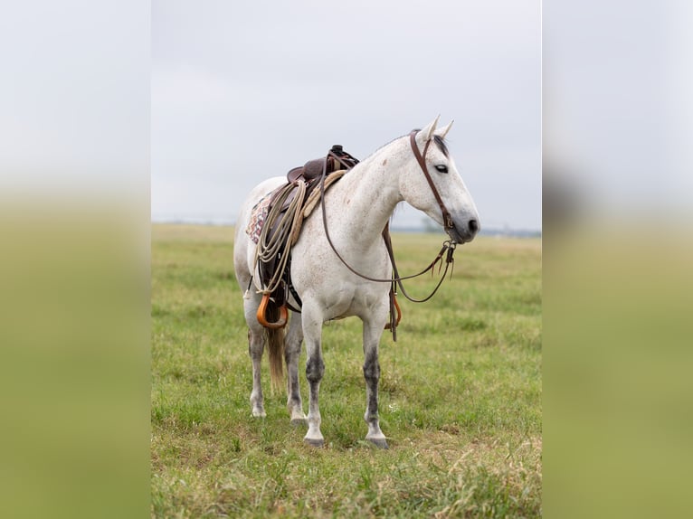 Caballo cuarto de milla Yegua 6 años 147 cm Tordo in Dublin