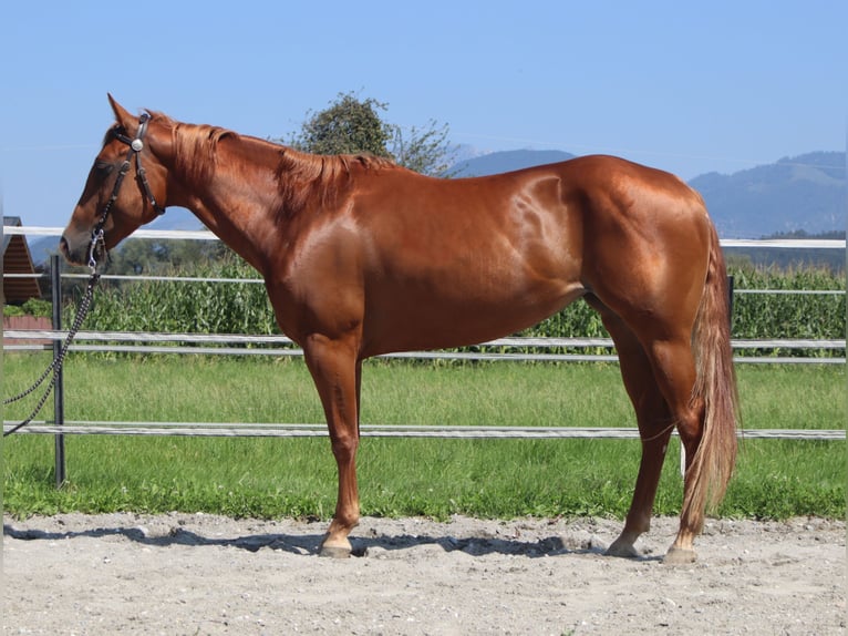 Caballo cuarto de milla Yegua 6 años 148 cm Alazán in Kirchbichl