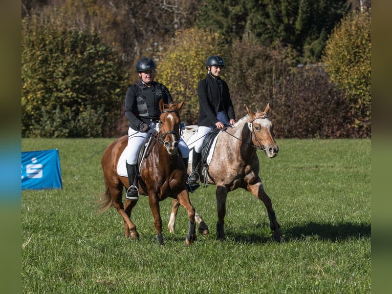 Caballo cuarto de milla Yegua 6 años 148 cm Alazán in Kirchbichl