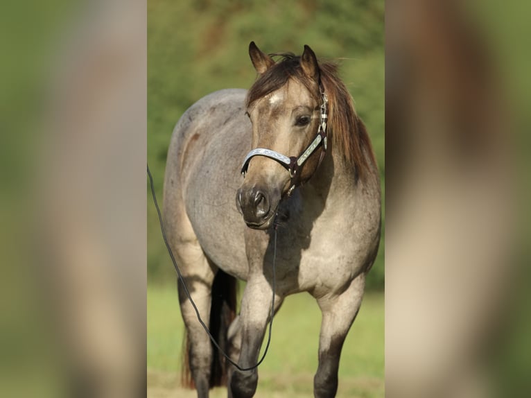 Caballo cuarto de milla Yegua 6 años 148 cm Buckskin/Bayo in Elmenhorst-Lichtenhagen
