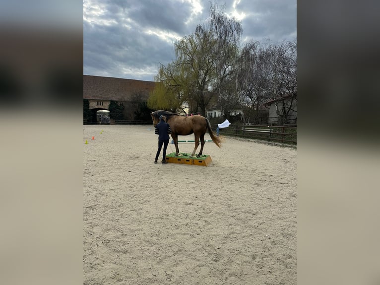 Caballo cuarto de milla Yegua 6 años 148 cm Palomino in Ringelsdorf