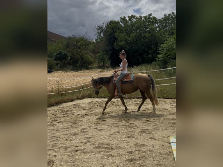 Caballo cuarto de milla Yegua 6 años 148 cm Palomino in Ringelsdorf