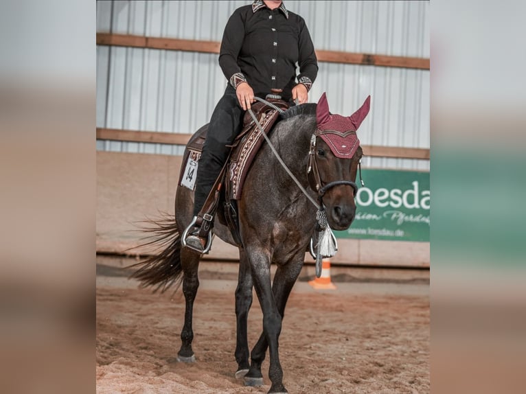 Caballo cuarto de milla Yegua 6 años 149 cm Castaño-ruano in Markdorf