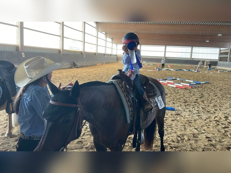 Caballo cuarto de milla Yegua 6 años 149 cm Castaño-ruano in Markdorf