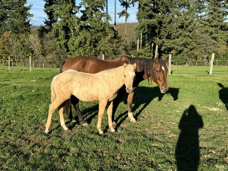 Caballo cuarto de milla Yegua 6 años 150 cm Alazán in Daleiden