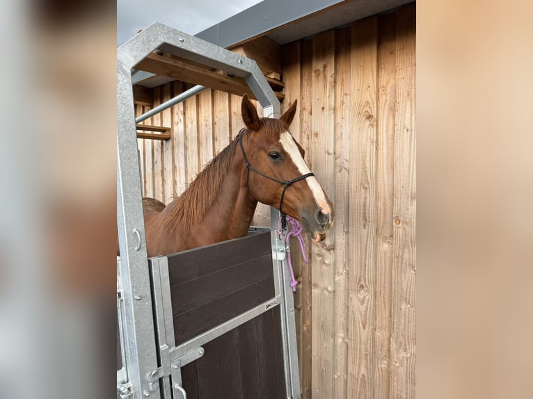 Caballo cuarto de milla Yegua 6 años 150 cm Alazán in Daleiden