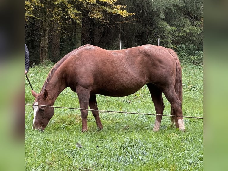 Caballo cuarto de milla Yegua 6 años 150 cm Alazán in Daleiden