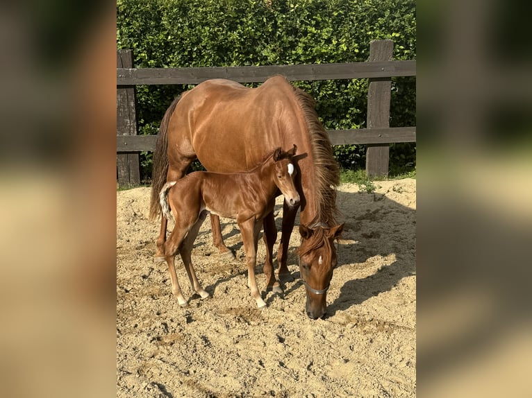 Caballo cuarto de milla Yegua 6 años 150 cm Alazán in Daleiden