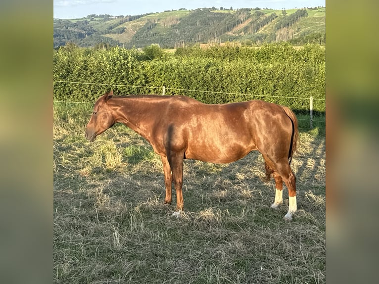 Caballo cuarto de milla Yegua 6 años 150 cm Alazán in Daleiden