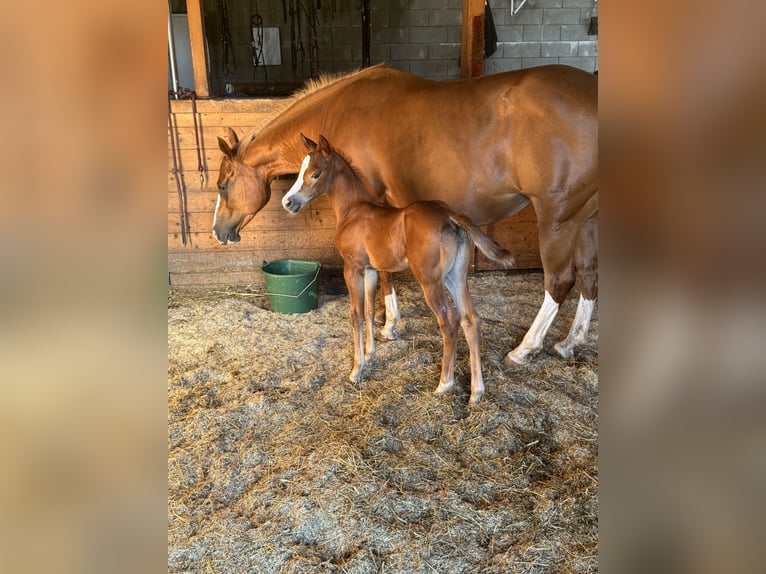 Caballo cuarto de milla Yegua 6 años 150 cm Alazán in Daleiden