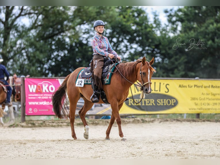 Caballo cuarto de milla Yegua 6 años 150 cm Alazán in Hiddenhausen