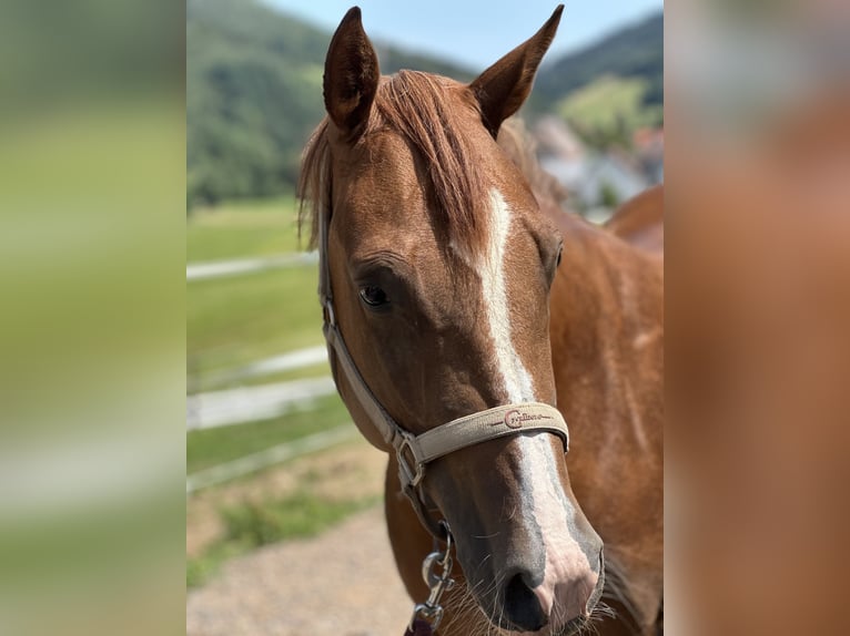 Caballo cuarto de milla Yegua 6 años 150 cm Alazán in Elzach