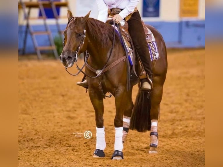 Caballo cuarto de milla Yegua 6 años 150 cm Alazán in Haren