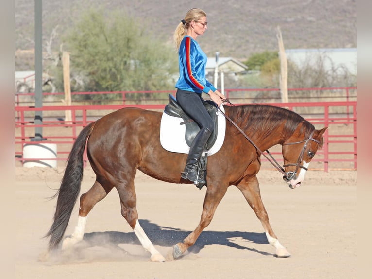 Caballo cuarto de milla Yegua 6 años 150 cm Alazán rojizo in Cave Creek