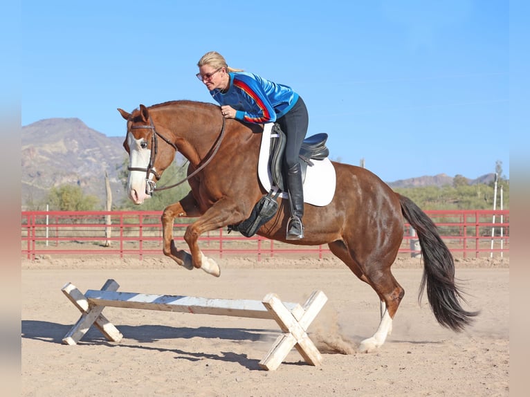 Caballo cuarto de milla Yegua 6 años 150 cm Alazán rojizo in Cave Creek