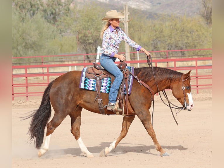 Caballo cuarto de milla Yegua 6 años 150 cm Alazán rojizo in Cave Creek