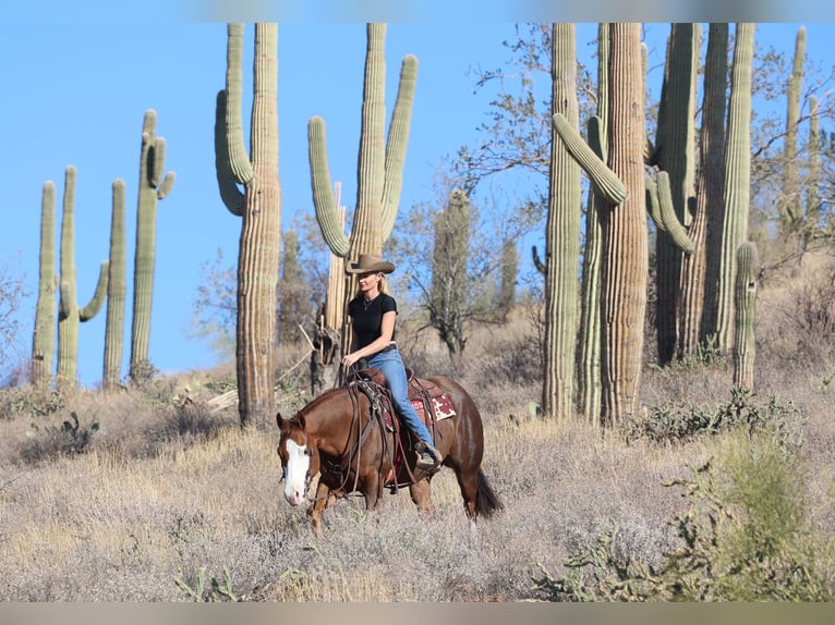 Caballo cuarto de milla Yegua 6 años 150 cm Alazán rojizo in Cave Creek