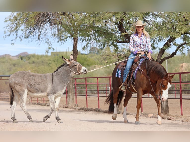 Caballo cuarto de milla Yegua 6 años 150 cm Alazán rojizo in Cave Creek