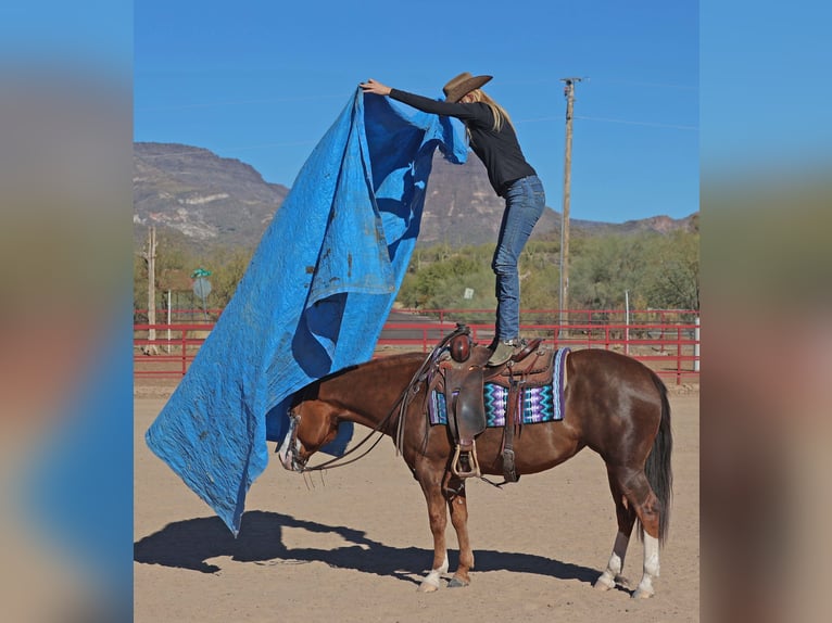 Caballo cuarto de milla Yegua 6 años 150 cm Alazán rojizo in Cave Creek