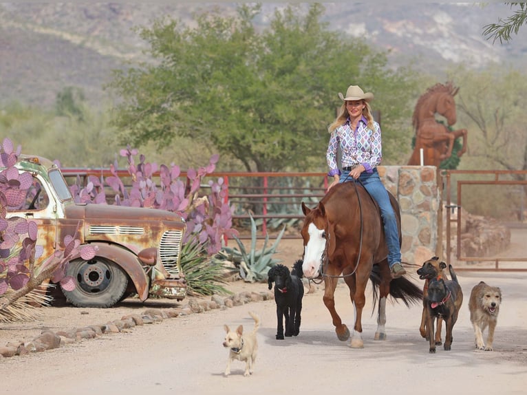 Caballo cuarto de milla Yegua 6 años 150 cm Alazán rojizo in Cave Creek