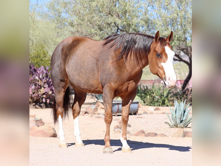 Caballo cuarto de milla Yegua 6 años 150 cm Alazán rojizo in Cave Creek