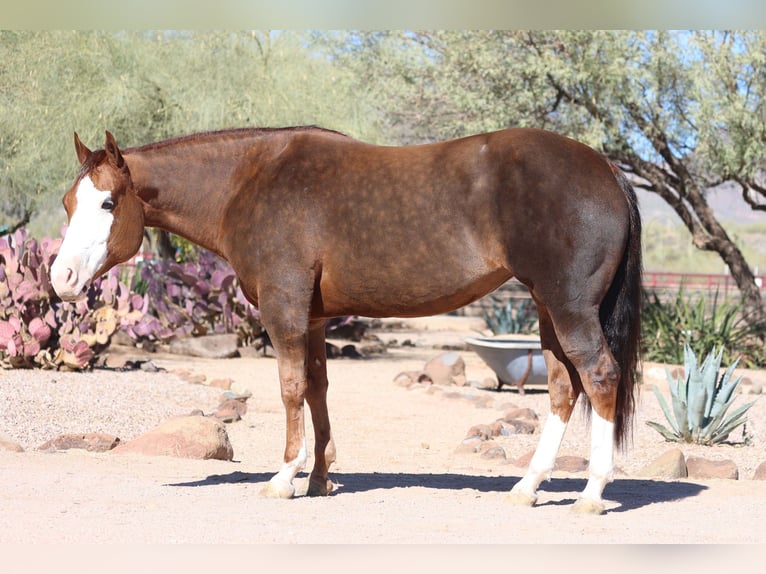 Caballo cuarto de milla Yegua 6 años 150 cm Alazán rojizo in Cave Creek