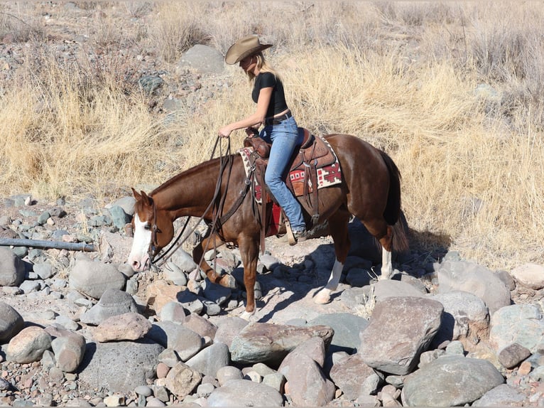 Caballo cuarto de milla Yegua 6 años 150 cm Alazán rojizo in Cave Creek