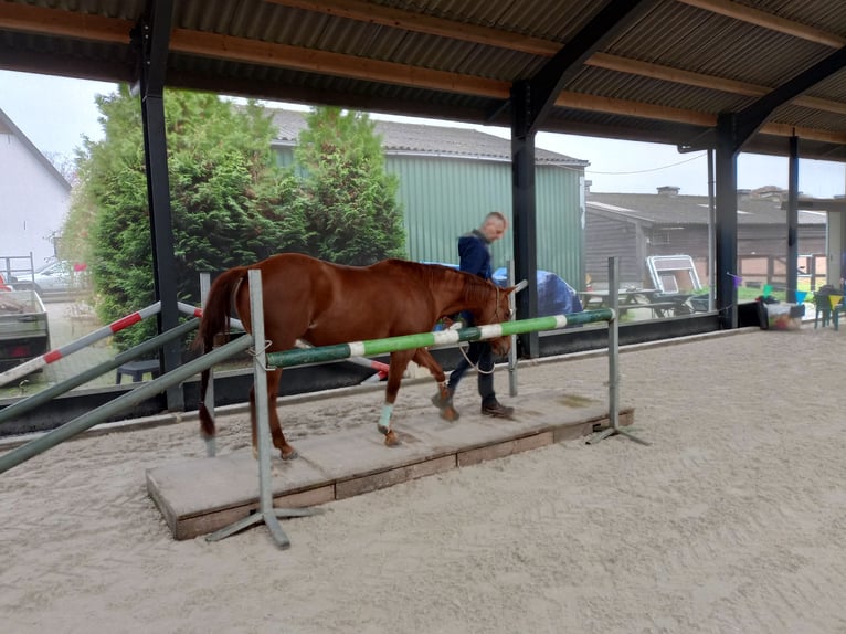 Caballo cuarto de milla Yegua 6 años 150 cm Alazán rojizo in Hengelo (Gld)