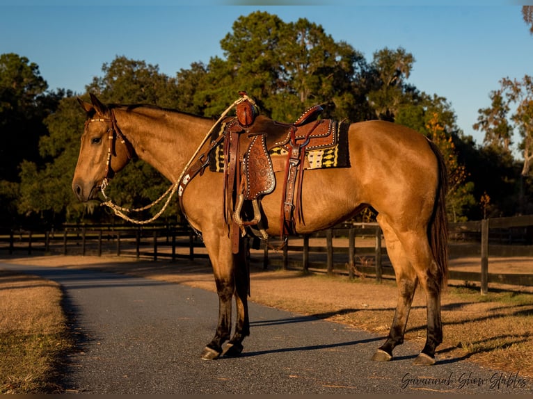 Caballo cuarto de milla Yegua 6 años 150 cm Buckskin/Bayo in Ocala, FL