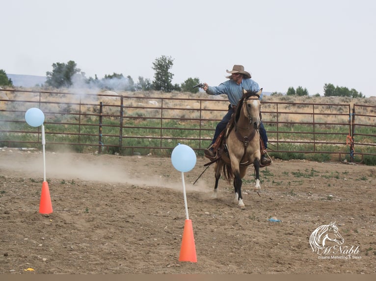 Caballo cuarto de milla Yegua 6 años 150 cm Buckskin/Bayo in Cody