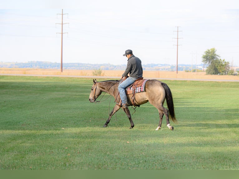 Caballo cuarto de milla Yegua 6 años 150 cm Buckskin/Bayo in Cannon Falls Caballo cuarto de milla Yegua 6 años 150 cm Buckskin/Bayo in Cannon Falls
