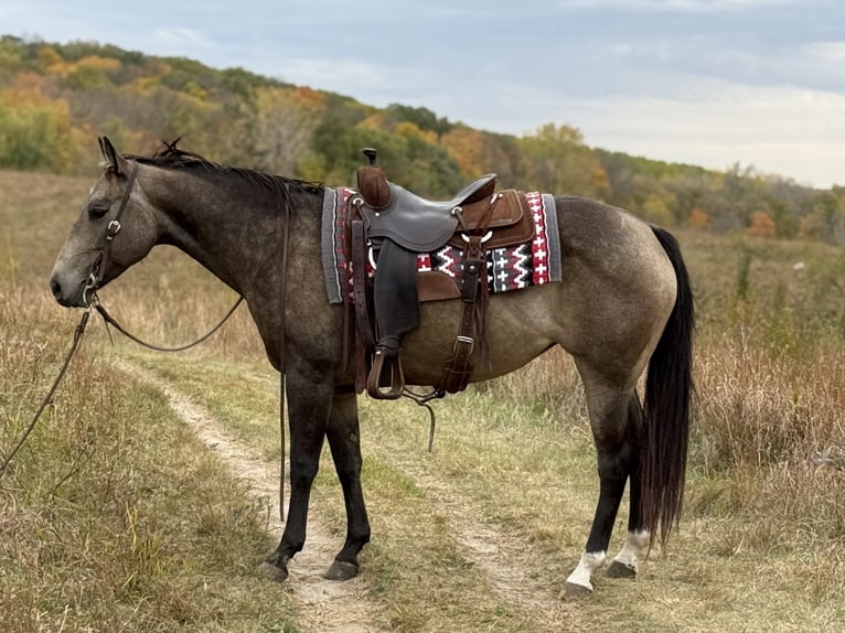 Caballo cuarto de milla Yegua 6 años 150 cm Buckskin/Bayo in Cannon Falls Caballo cuarto de milla Yegua 6 años 150 cm Buckskin/Bayo in Cannon Falls