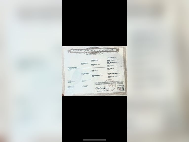 Caballo cuarto de milla Yegua 6 años 150 cm in Langenzersdorf