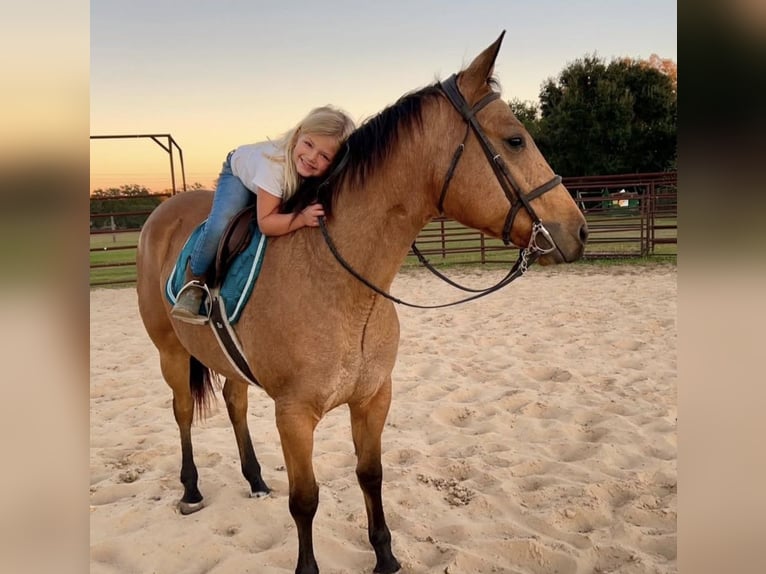 Caballo cuarto de milla Yegua 6 años 150 cm in Ocala, FL