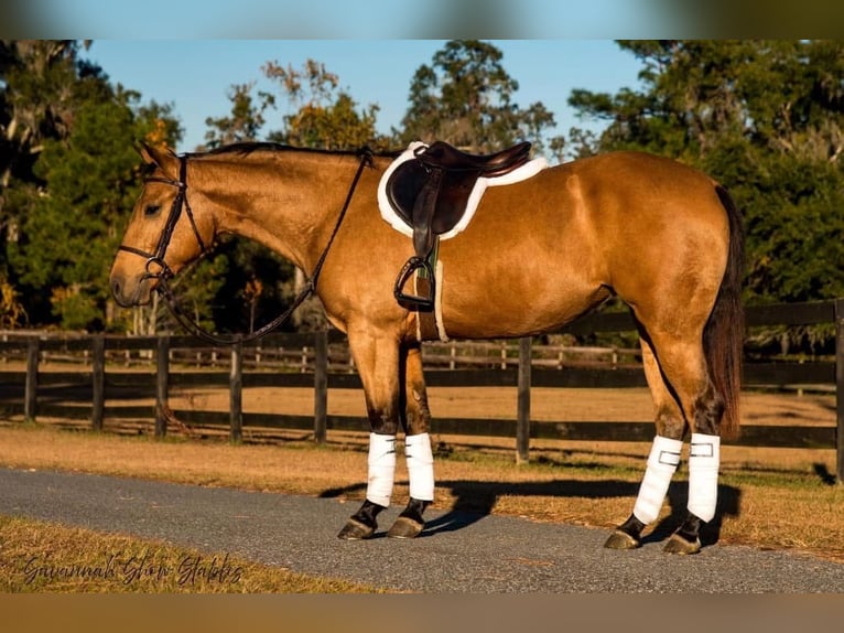 Caballo cuarto de milla Yegua 6 años 150 cm in Ocala, FL