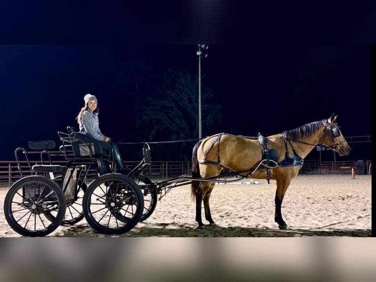 Caballo cuarto de milla Yegua 6 años 150 cm in Ocala, FL