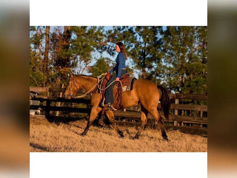 Caballo cuarto de milla Yegua 6 años 150 cm in Ocala, FL