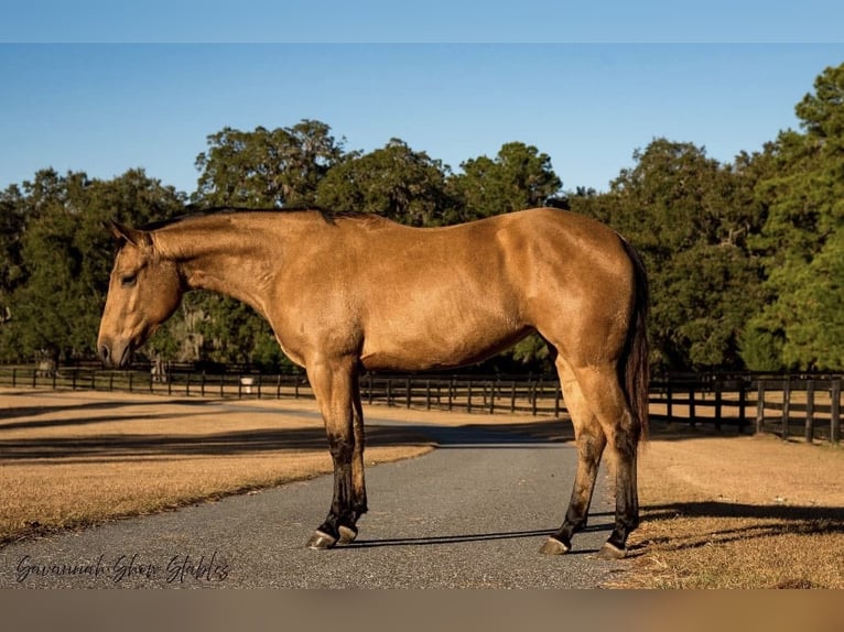 Caballo cuarto de milla Yegua 6 años 150 cm in Ocala, FL