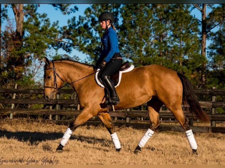 Caballo cuarto de milla Yegua 6 años 150 cm in Ocala, FL