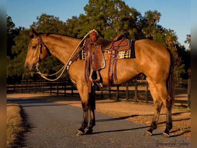 Caballo cuarto de milla Yegua 6 años 150 cm in Ocala, FL