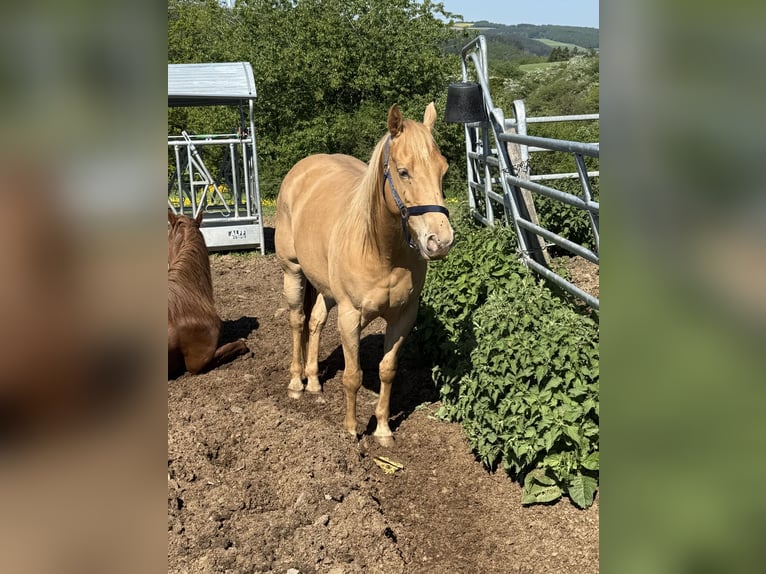 Caballo cuarto de milla Yegua 6 años 150 cm Champán in Daleiden