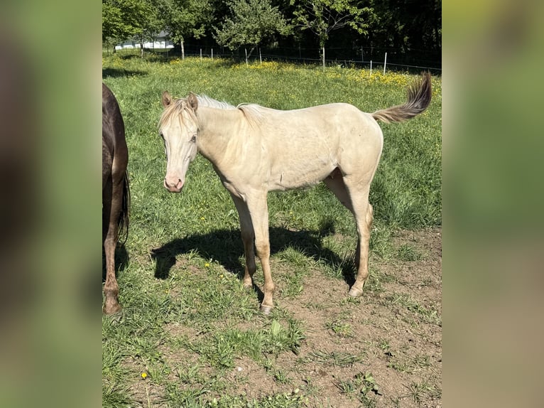 Caballo cuarto de milla Yegua 6 años 150 cm Champán in Daleiden