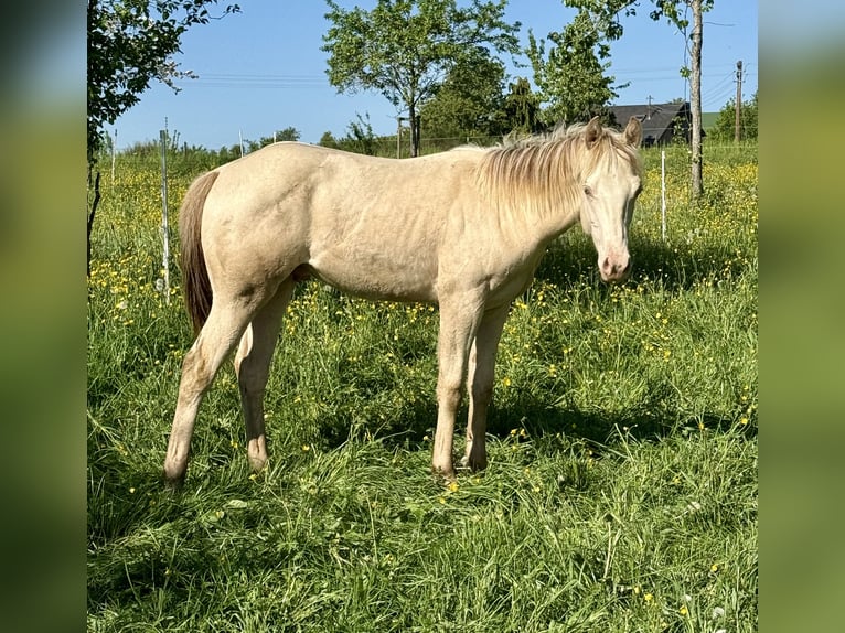 Caballo cuarto de milla Yegua 6 años 150 cm Champán in Daleiden