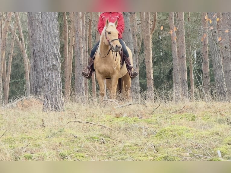 Caballo cuarto de milla Yegua 6 años 150 cm Palomino in Burg