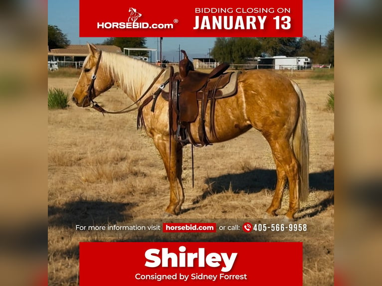 Caballo cuarto de milla Yegua 6 años 150 cm Palomino in Lipan, TX